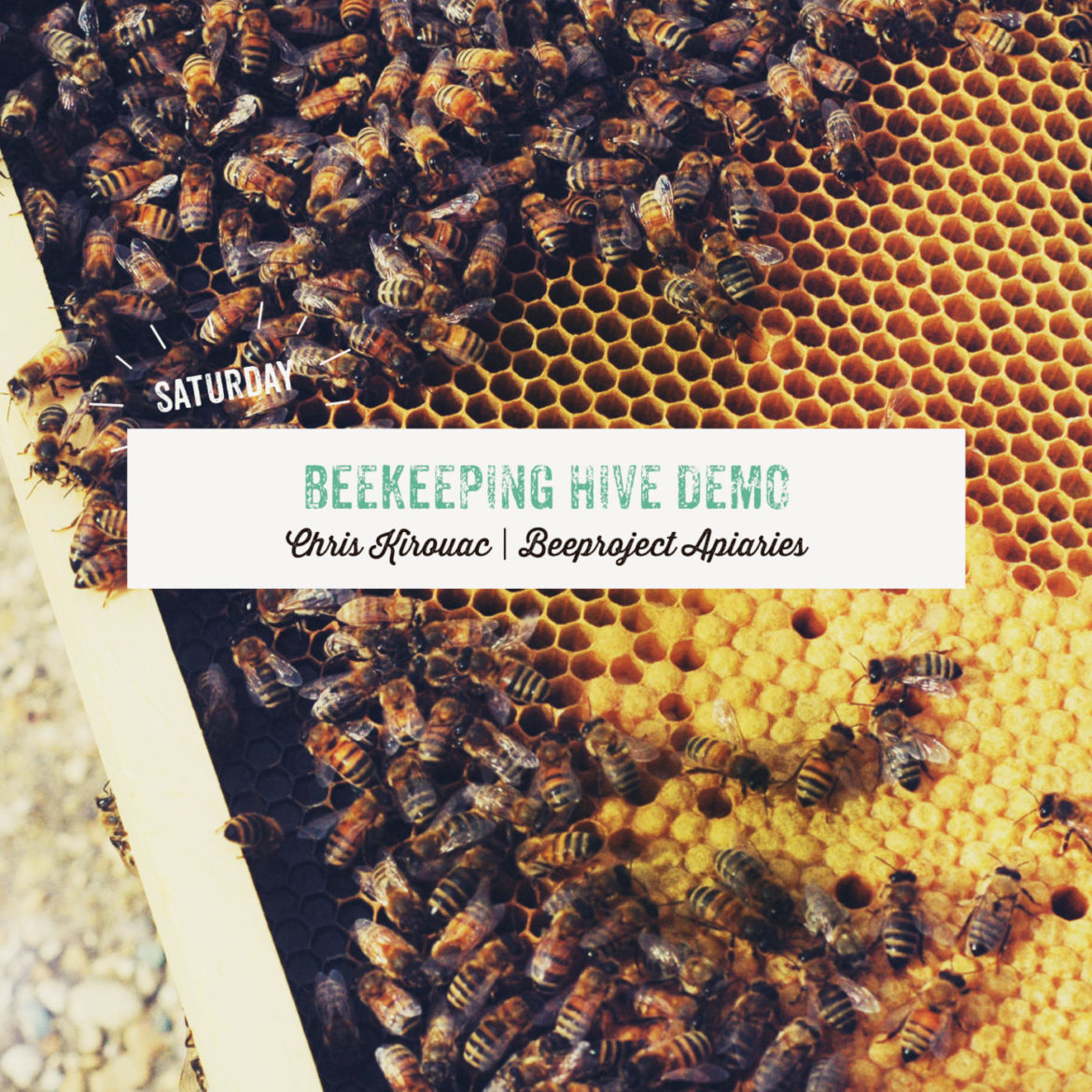 Beekeeping Hive Demo