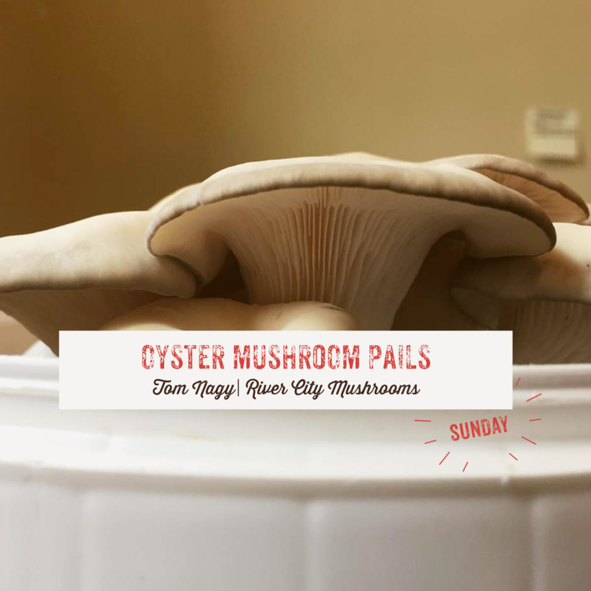 Oyster Mushroom Pails
