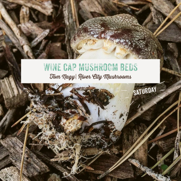 Wine Cap Mushroom Beds